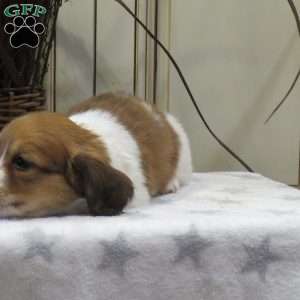 Joey-Mini, Dachshund Puppy