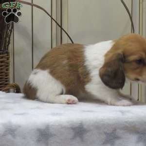 Joey-Mini, Dachshund Puppy