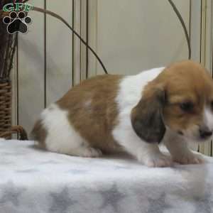 Joey-Mini, Dachshund Puppy