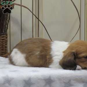 Joey-Mini, Dachshund Puppy