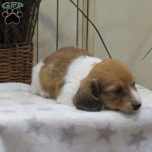 Joey-Mini, Dachshund Puppy