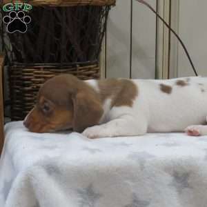 Jenna-Mini, Dachshund Puppy