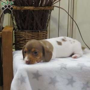 Jenna-Mini, Dachshund Puppy