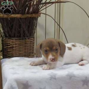 Jenna-Mini, Dachshund Puppy