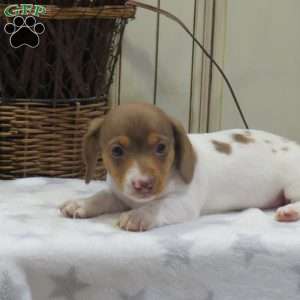 Jenna-Mini, Dachshund Puppy