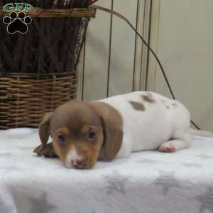 Jenna-Mini, Dachshund Puppy