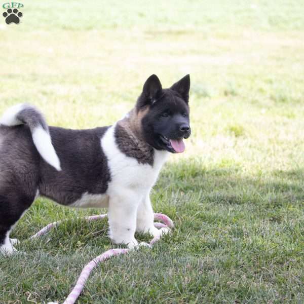 Blair, Akita Puppy