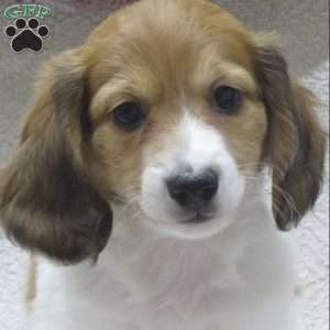 Joey-Mini, Dachshund Puppy