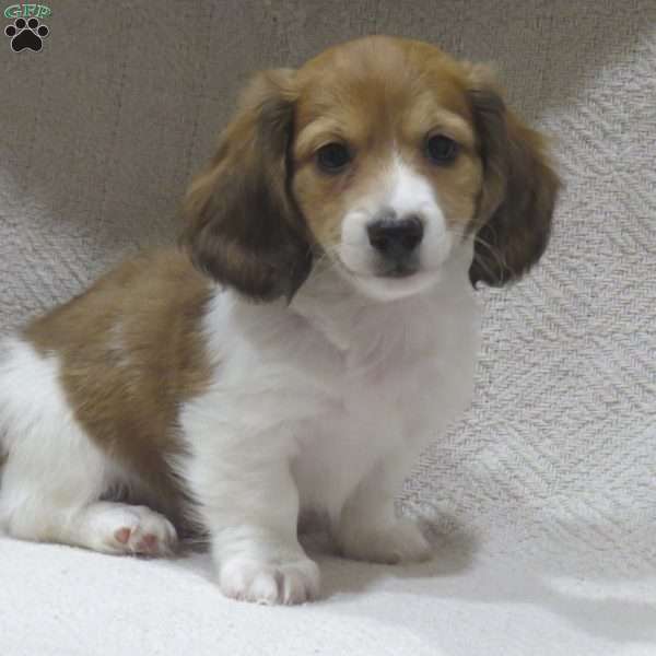 Joey-Mini, Dachshund Puppy