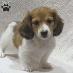 Joey-Mini, Dachshund Puppy