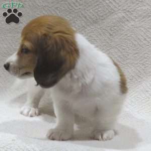 Joey-Mini, Dachshund Puppy