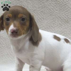 Jenna-Mini, Dachshund Puppy