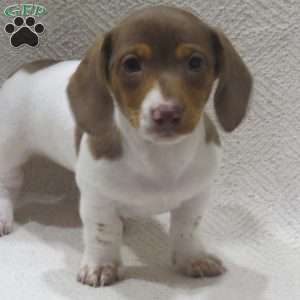 Jenna-Mini, Dachshund Puppy