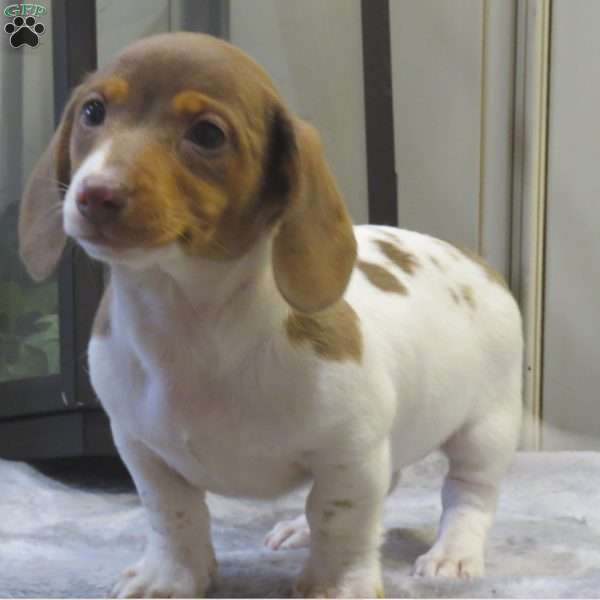 Jenna-Mini, Dachshund Puppy