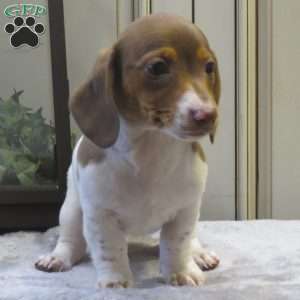 Jenna-Mini, Dachshund Puppy