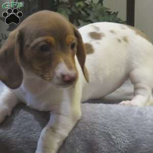 Jenna-Mini, Dachshund Puppy