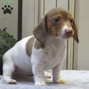 Jenna-Mini, Dachshund Puppy