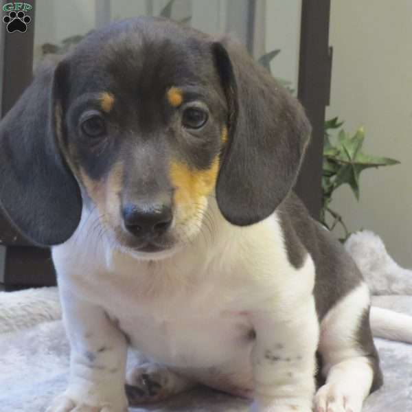 Jasper-Mini, Dachshund Puppy
