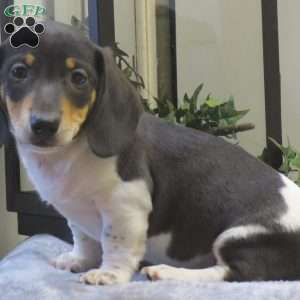 Jasper-Mini, Dachshund Puppy