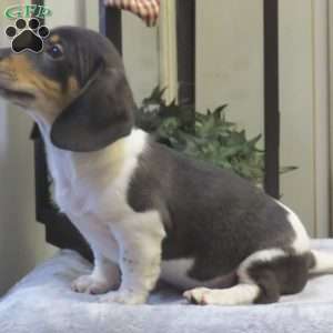 Jasper-Mini, Dachshund Puppy