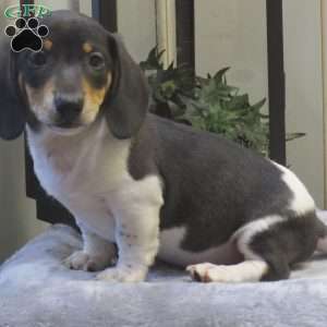 Jasper-Mini, Dachshund Puppy