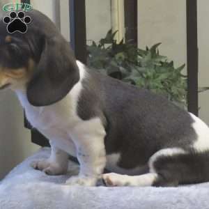 Jasper-Mini, Dachshund Puppy