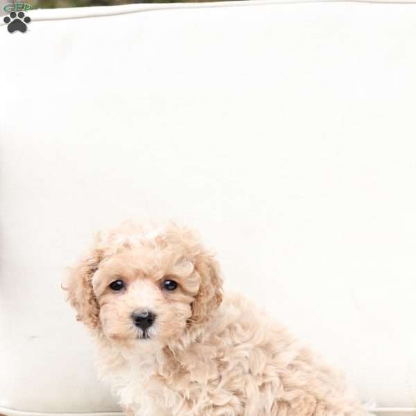 Ginger, Bich-Poo Puppy