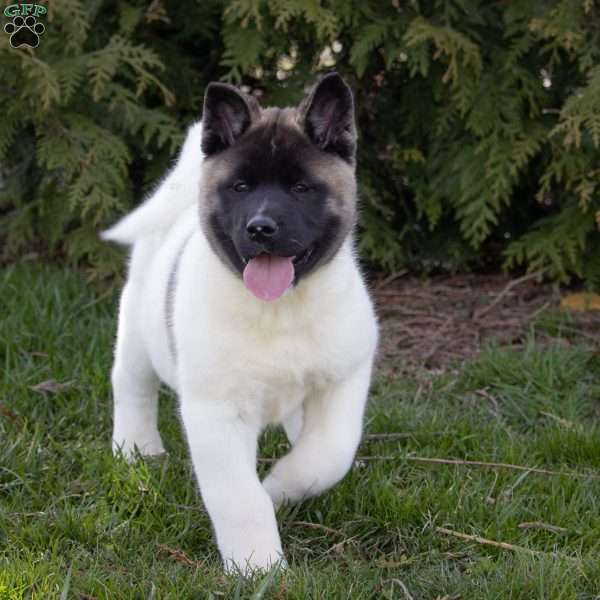 Baxter, Akita Puppy