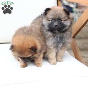 Pipper, Pomeranian Puppy