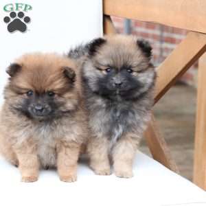 Toby, Pomeranian Puppy