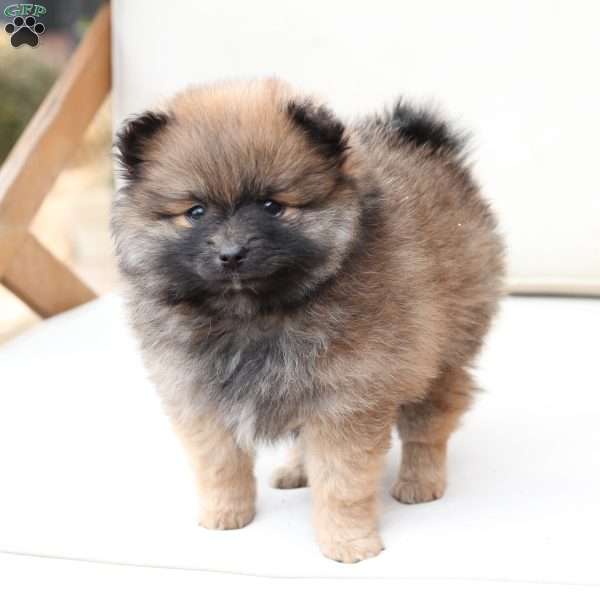 Pipper, Pomeranian Puppy