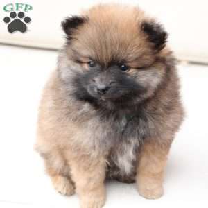 Pipper, Pomeranian Puppy
