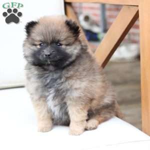 Pipper, Pomeranian Puppy