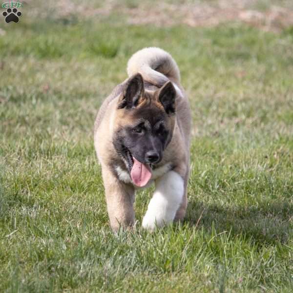 Taylor, Akita Puppy