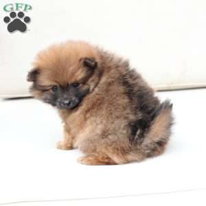 Toby, Pomeranian Puppy