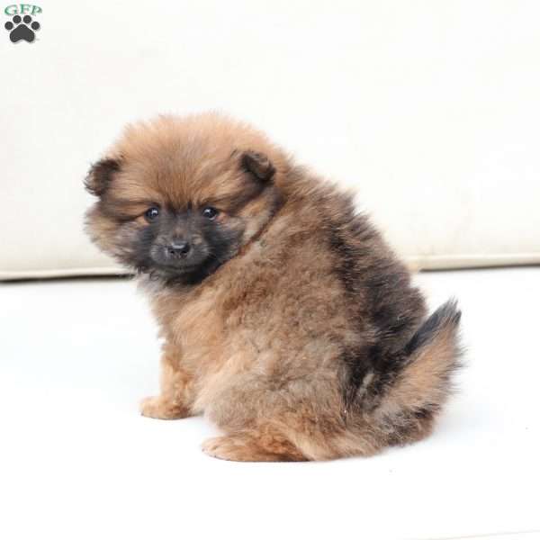 Toby, Pomeranian Puppy