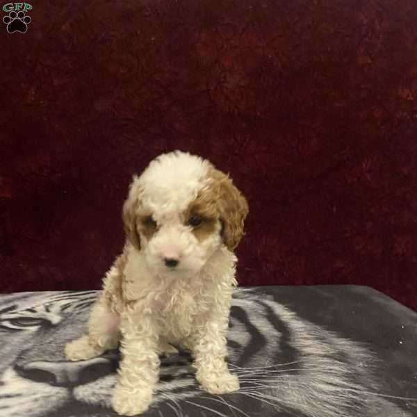 Sue, Mini Goldendoodle Puppy