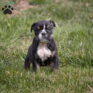 Amber, English Bulldog Puppy