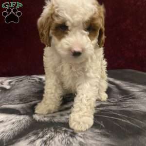 Sue, Mini Goldendoodle Puppy