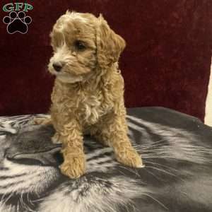 Stacey, Mini Goldendoodle Puppy