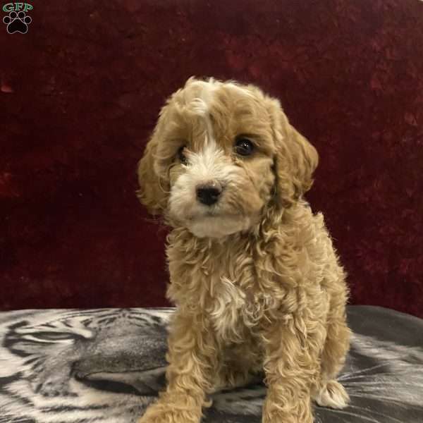 Stacey, Mini Goldendoodle Puppy