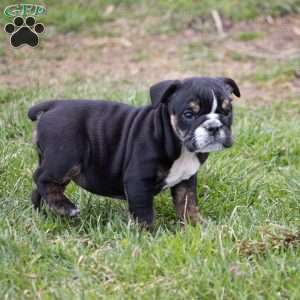 Amber, English Bulldog Puppy