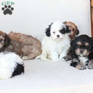 Bear, Cavachon Puppy