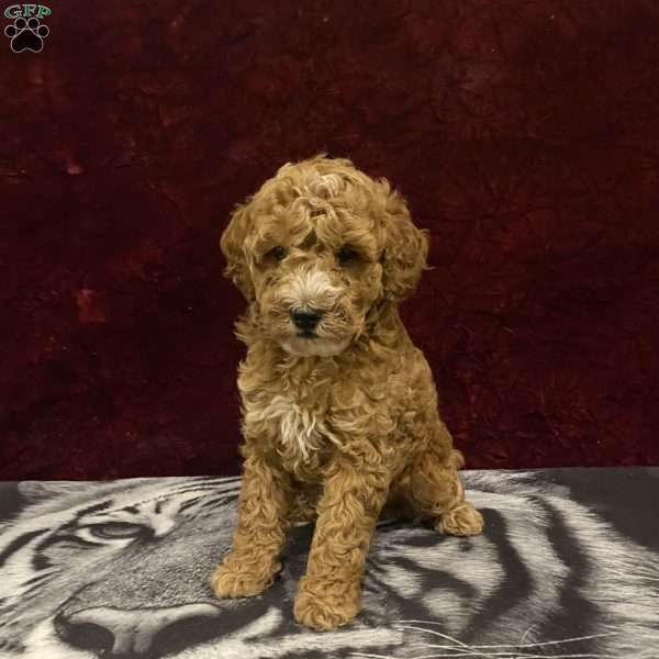 Shane, Mini Goldendoodle Puppy