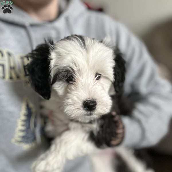 Bella, Mini Sheepadoodle Puppy