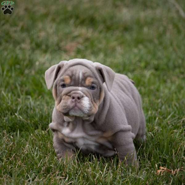 Anne, English Bulldog Puppy