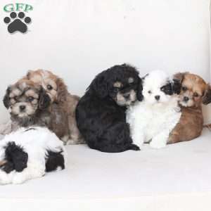 Honey, Cavachon Puppy