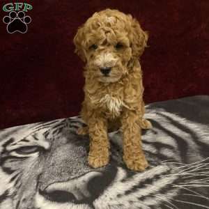 Shane, Mini Goldendoodle Puppy