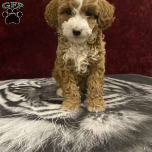 Skylar, Mini Goldendoodle Puppy