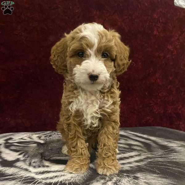 Skylar, Mini Goldendoodle Puppy